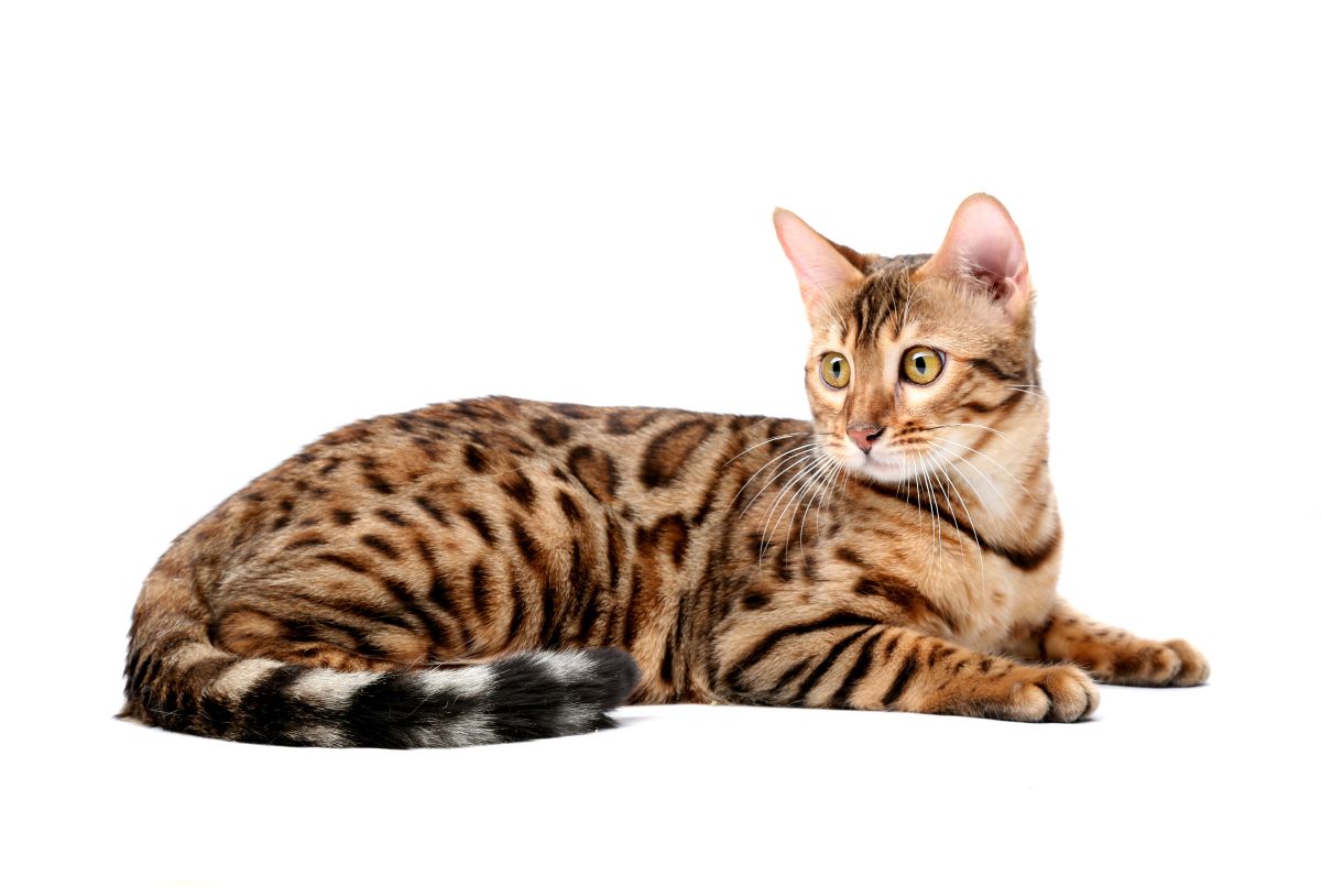Domesticated cat lying on the floor