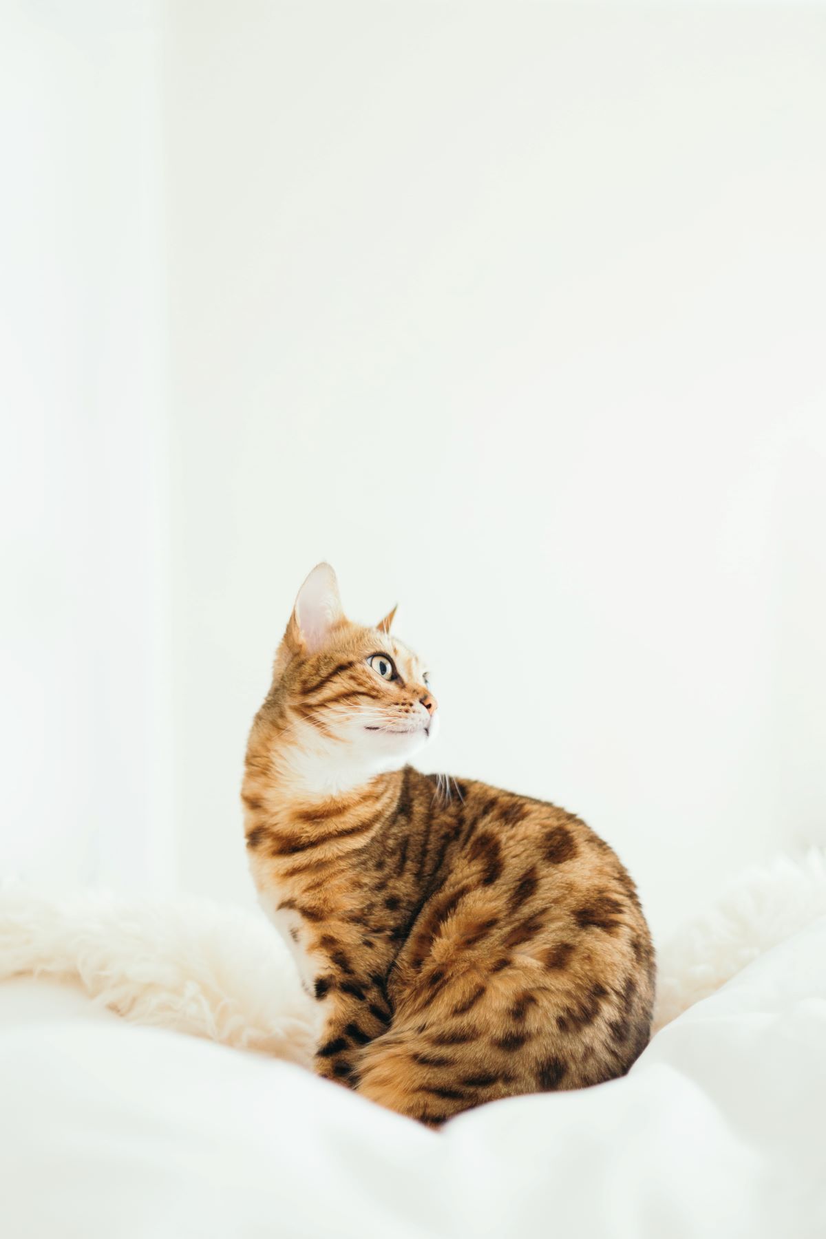 Domesticated cat sitting on a couch