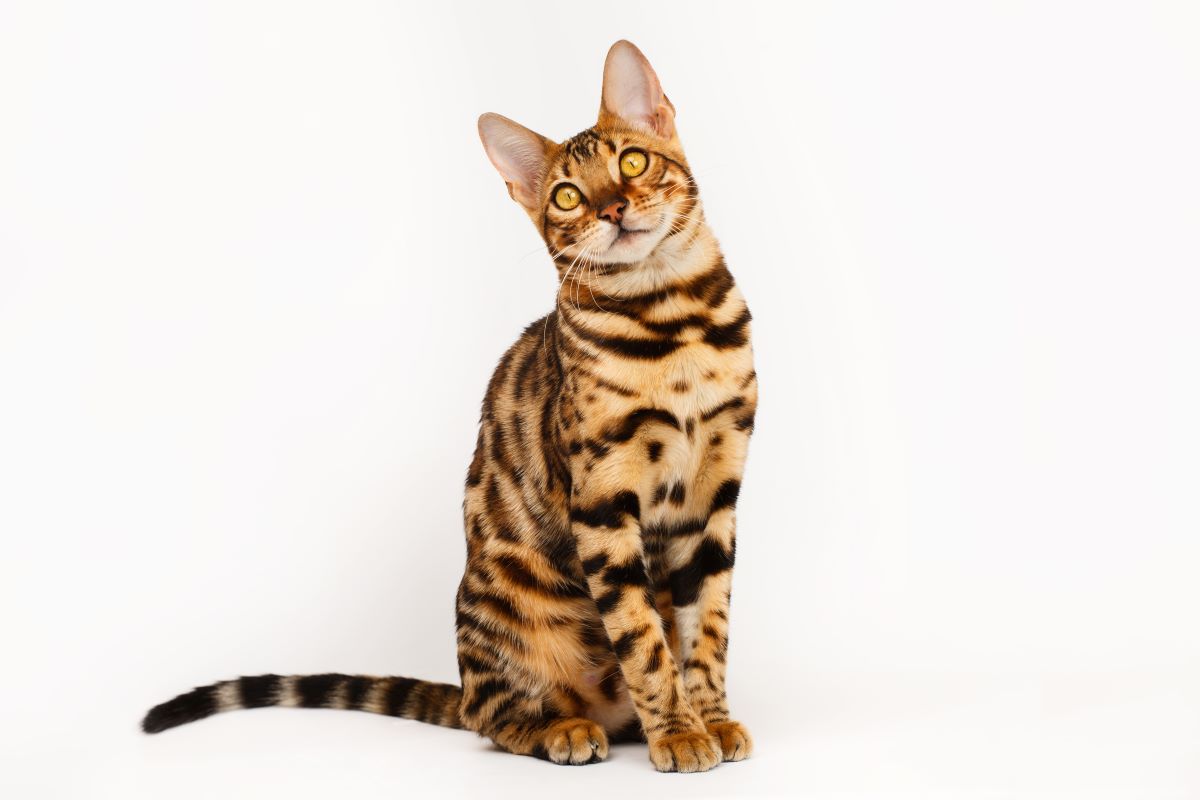Domesticated cat sitting on its hind legs