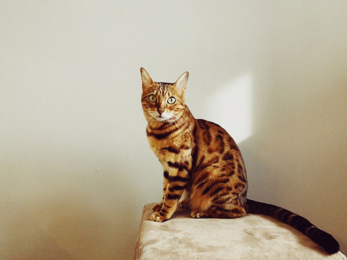 Domesticated cat image for what do cats eat blog