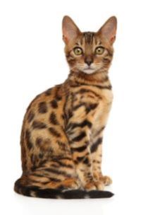 Domesticated cat's diet blog image