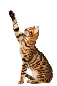 Domesticated cat sitting with paws up