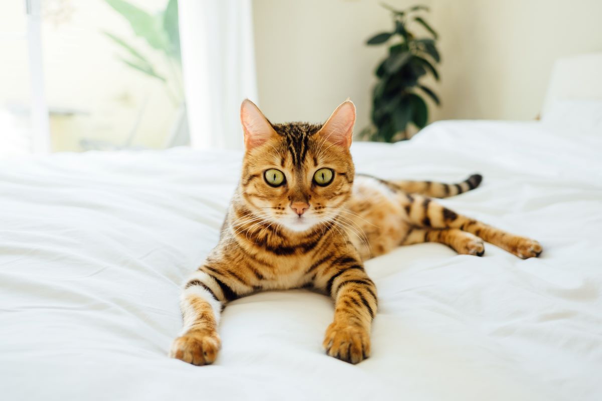 Domesticated cat sitting on a bed
