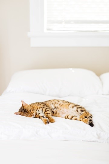 Domesticated cat sleeping